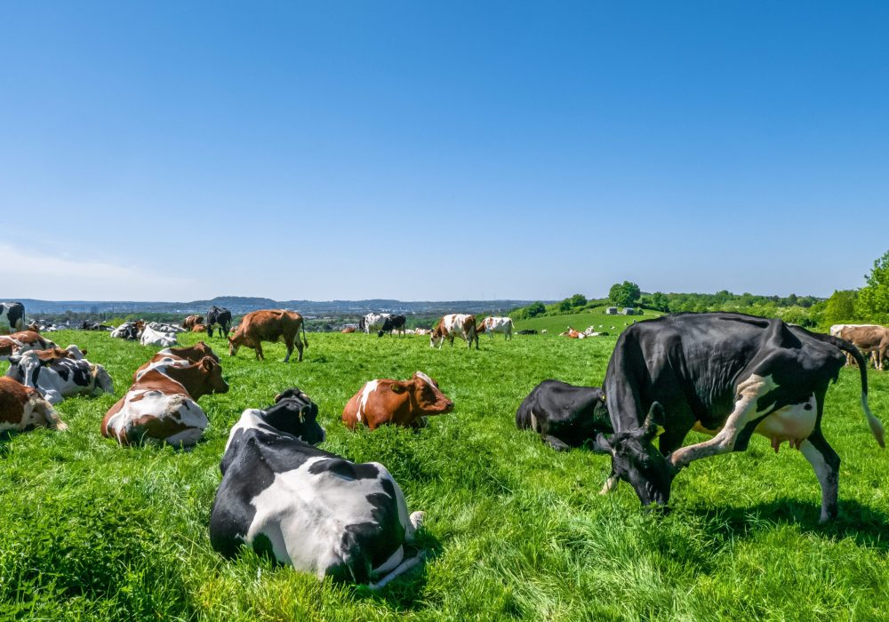 A herd of cows grazing on the pasture during daytime