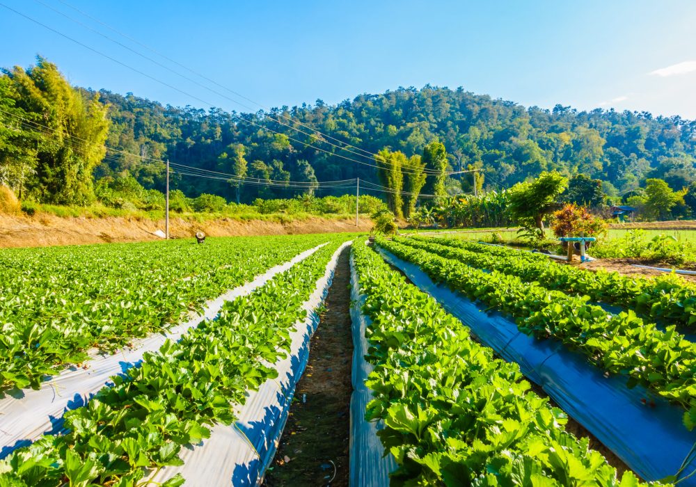 strawberry-field-scaled-1.jpg